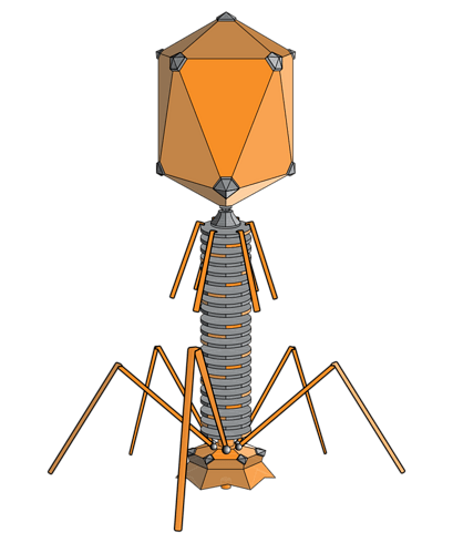 800px-PhageExterior.svg