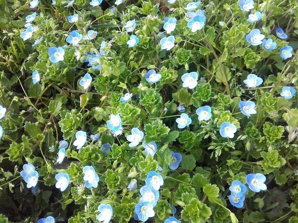 What Plants Grow In France