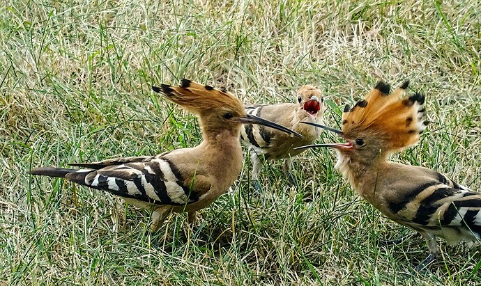 3 hoopoes -1