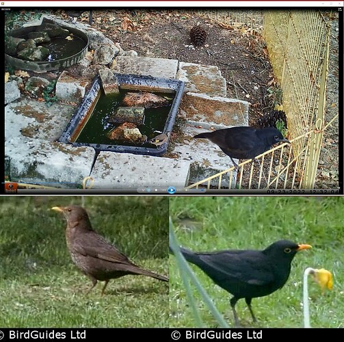 blackbird male or female