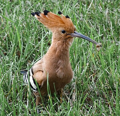 hoopoe bug-1