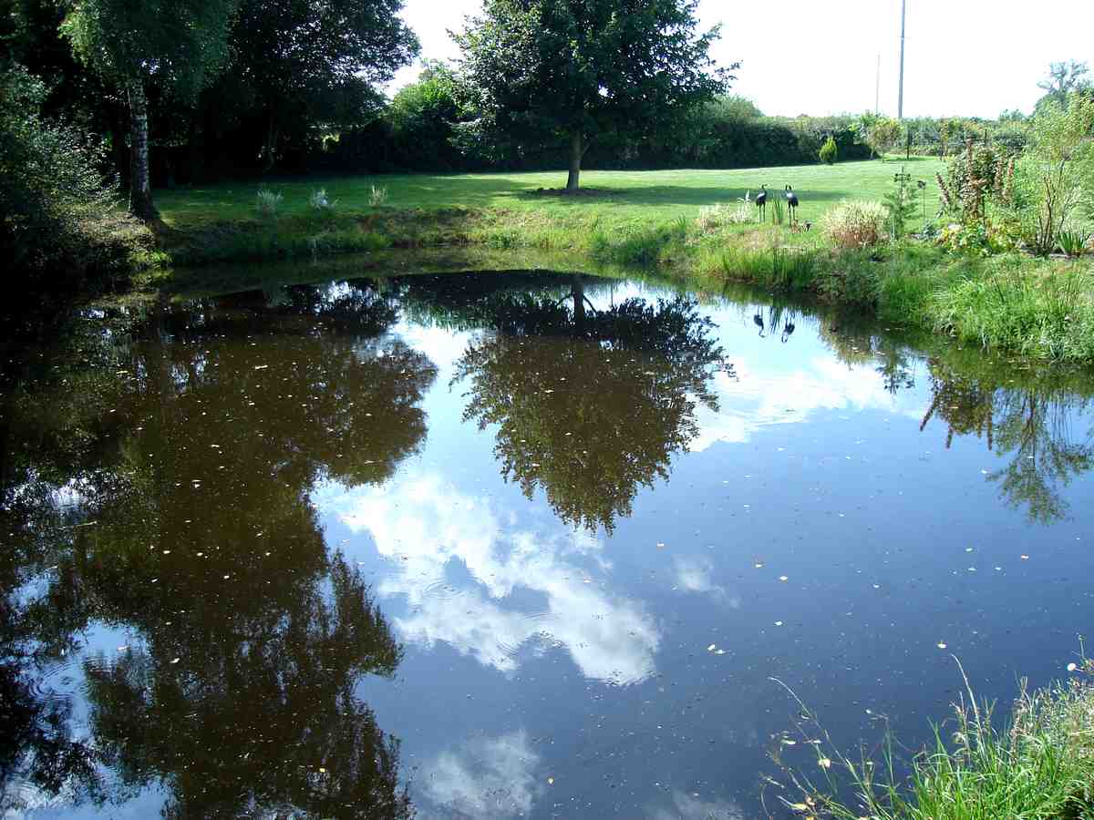 trees%20reflected